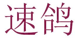 速鸽
