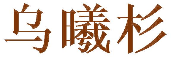 乌曦杉