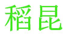 稻昆