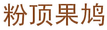 粉顶果鸠