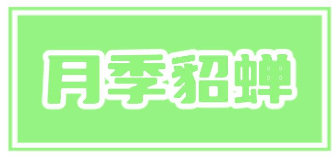 月季貂蝉